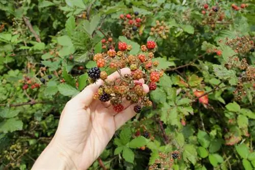 Blackberry plant