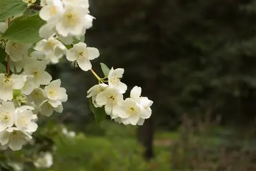 Vals jasmyn in die tuin: planttyd, spasiëring en voortplanting