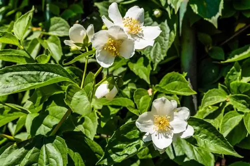 Falso Jazmín – Cuidado fácil para jardineros principiantes