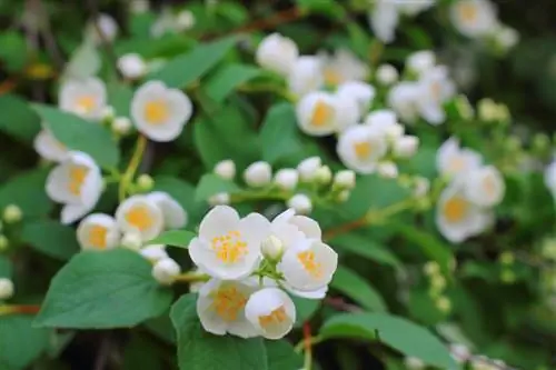 Shaping false jasmine: pruning and rejuvenation