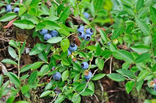 Blueberry отургузуу аралык