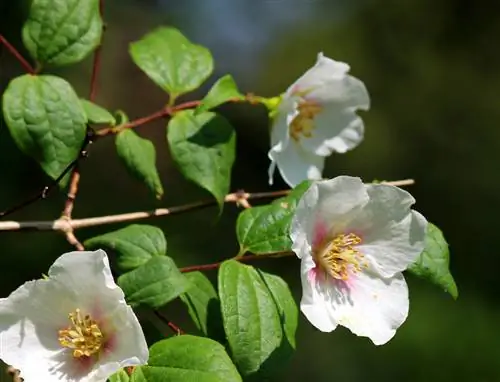 Lažni jasmin: otrovan za ljude i životinje?