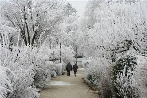 Overwinter pipe bush