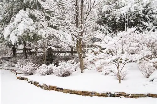 ¿Falso jazmín resistente? Consejos para el cuidado y la invernada