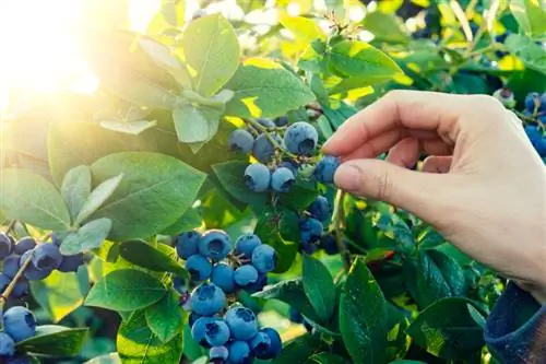 Parientes venenosos de los arándanos: ¿Cómo reconozco los arándanos?