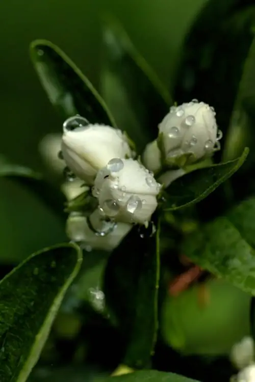 Voortplanting van vals jasmyn: Hoe om dit met steggies te doen