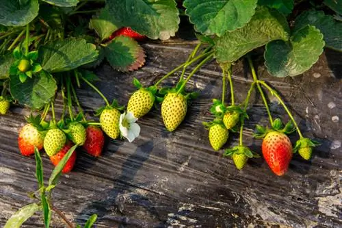 Aardbeien rijpen