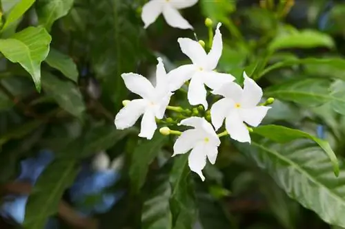 Prendre soin du jasmin : conseils pour des plantes saines et des fleurs luxuriantes