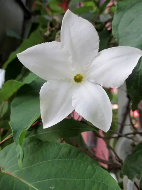 Jasmine varieties