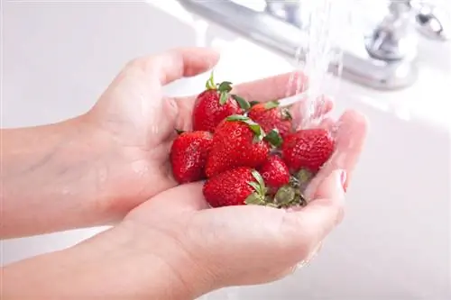 Hugasan nang dahan-dahan ang mga strawberry: Ganito mo pinapanatili ang aroma