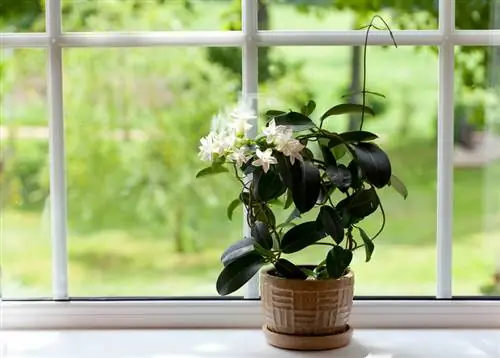 Overvintrende sjasmin: Vellykkede tips for sunne planter