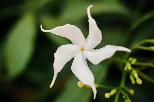 Geen blomme op die jasmyn nie? Hoe om die probleem op te los