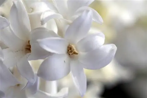 Jasmine blooms