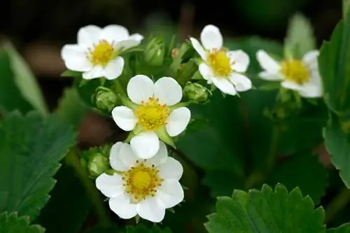 Aardbeien bestuiven