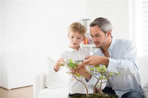 Bonsai-sjasmin: trinn for trinn til et velduftende kunstverk