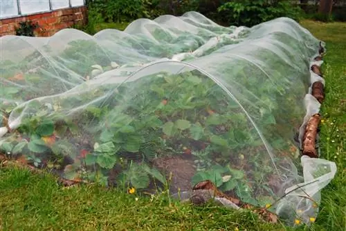 Proteggi le fragole con successo: come proteggere il tuo raccolto