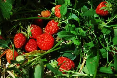 Overwinter climbing strawberries