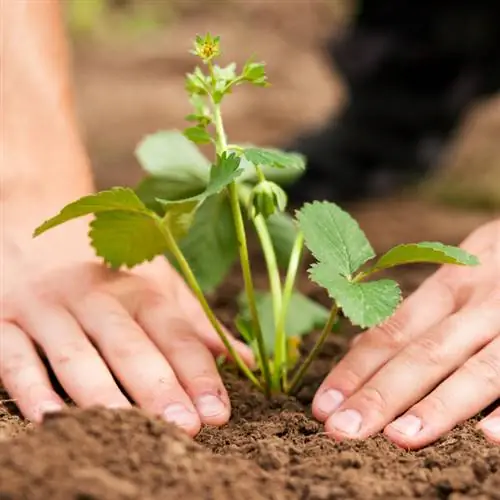 Oorplanting van aarbeie: Dit is hoe die verandering van ligging suksesvol is