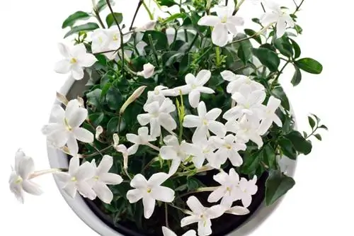 Jasmine in the pot Jasmine in the pot