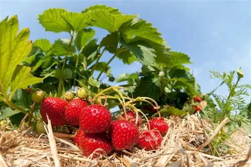 fresas mantillo