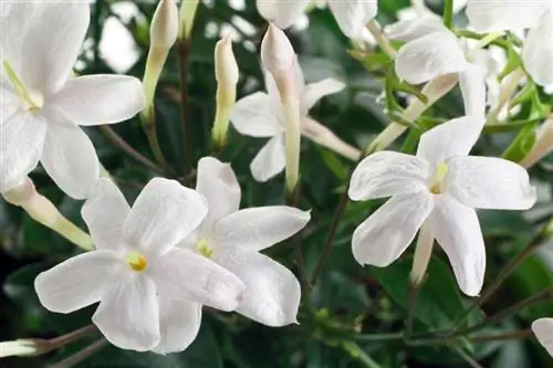 Cultivar jazmín durante varios años: así funciona en un balde o maceta