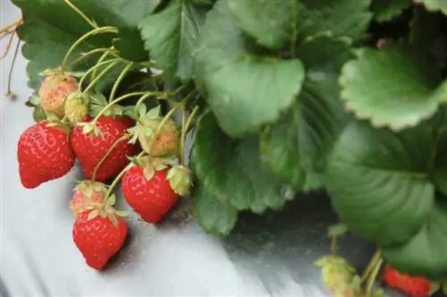 Maximize strawberries