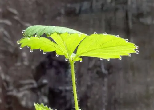 Mga strawberry sa tubig