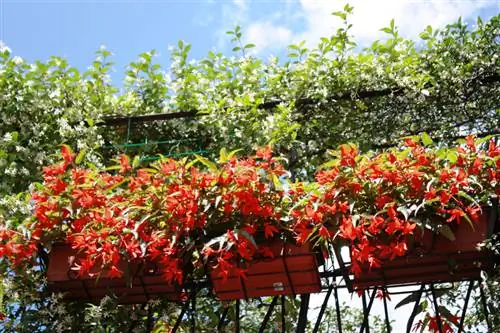 Gelsomino sul balcone: ecco come cresce in modo ottimale la pianta rampicante