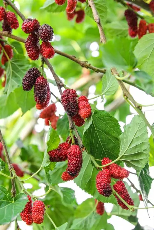 Pangangalaga sa puno ng Mulberry