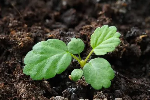 Sow strawberries