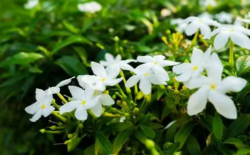 Propagating jasmine made easy: cuttings, seeds & more