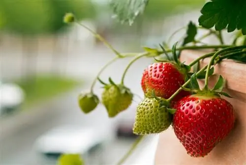 Aardbeien in de pot