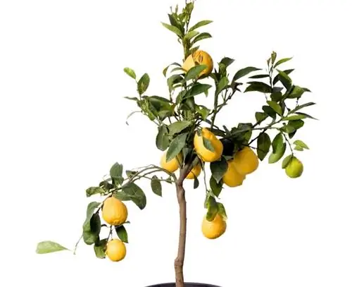 Put out the lemon tree