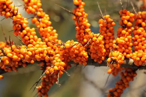 Sea buckthorn harvest time