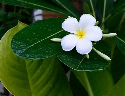 Overwinter jasmine in the pot