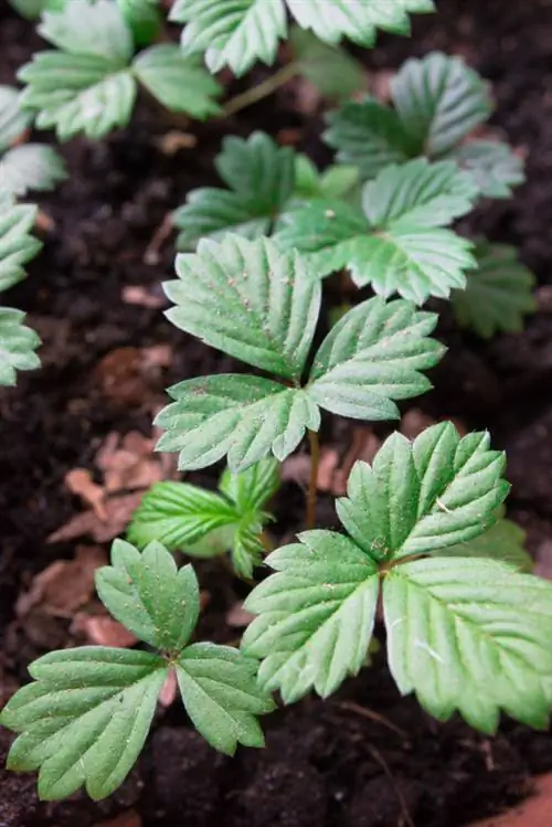 Propagate strawberries