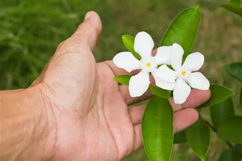 Orežite jasmin prije zime