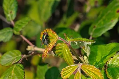 Mulberry tree diseases