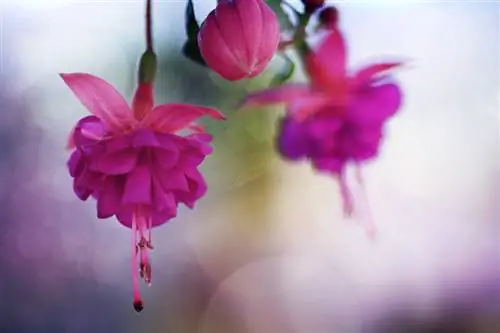 Winterharde fuchsia's: welke soorten overleven de vorst?