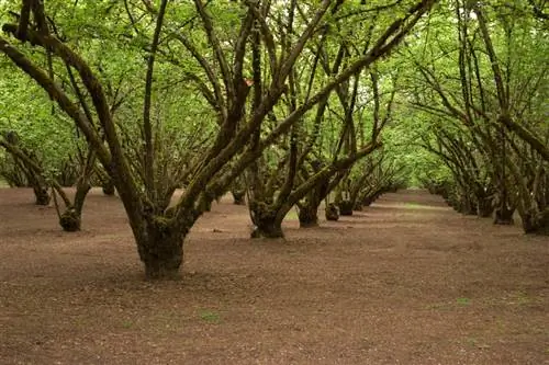 Պնդուկի աճեցման տարածքներ