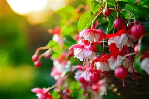 Fuchsia-ligging: Wenke vir optimale blom