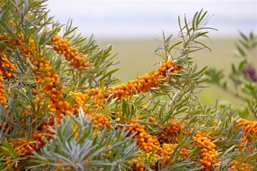 Jardín de espino amarillo