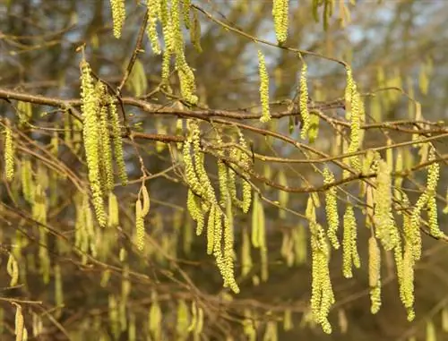 Hazelnut blossom