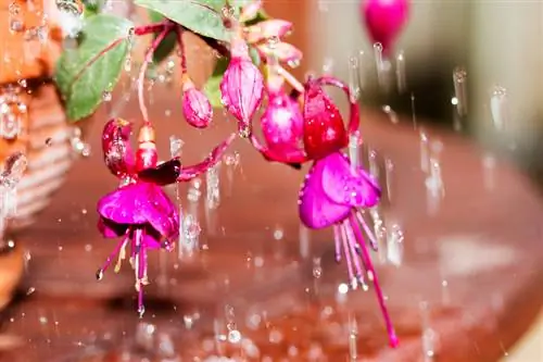 Bunga fuchsia yang cantik - penjagaan, pemotongan, musim sejuk