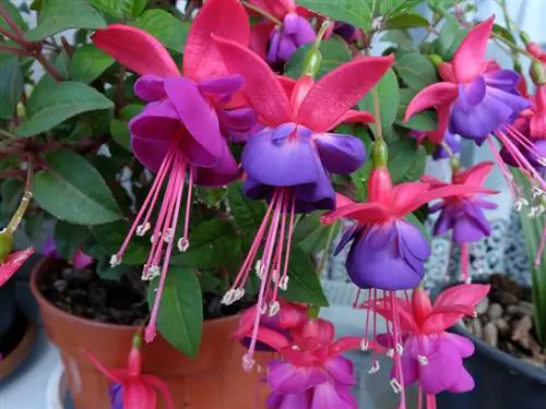 Fuchsia lub caij ntuj no quarters