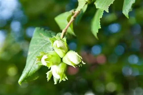 Mistä hasselpähkinät tulevat? Matka heidän historiansa läpi