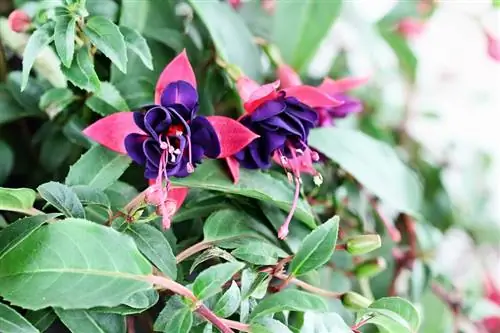 Fuchsia tiada bunga