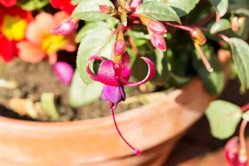 Fuchsia terrasse