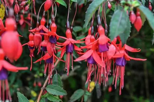 Época de floração fúcsia: floração permanente para jardim e varanda