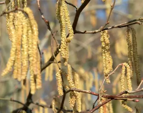 Utunzaji wa hazelnut: Vidokezo vya misitu yenye afya na yenye kuzaa